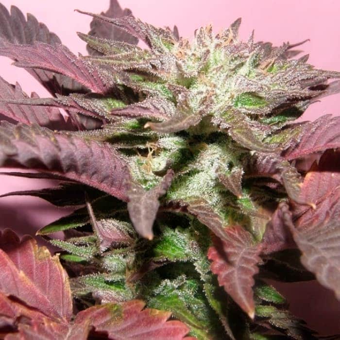 Semillas de Marihuana MELON GUM (Dr Underground) cogollo morado.
