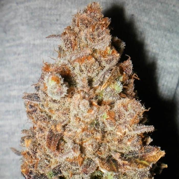 Semillas de Marihuana MELON GUM (Dr Underground) punta principal.