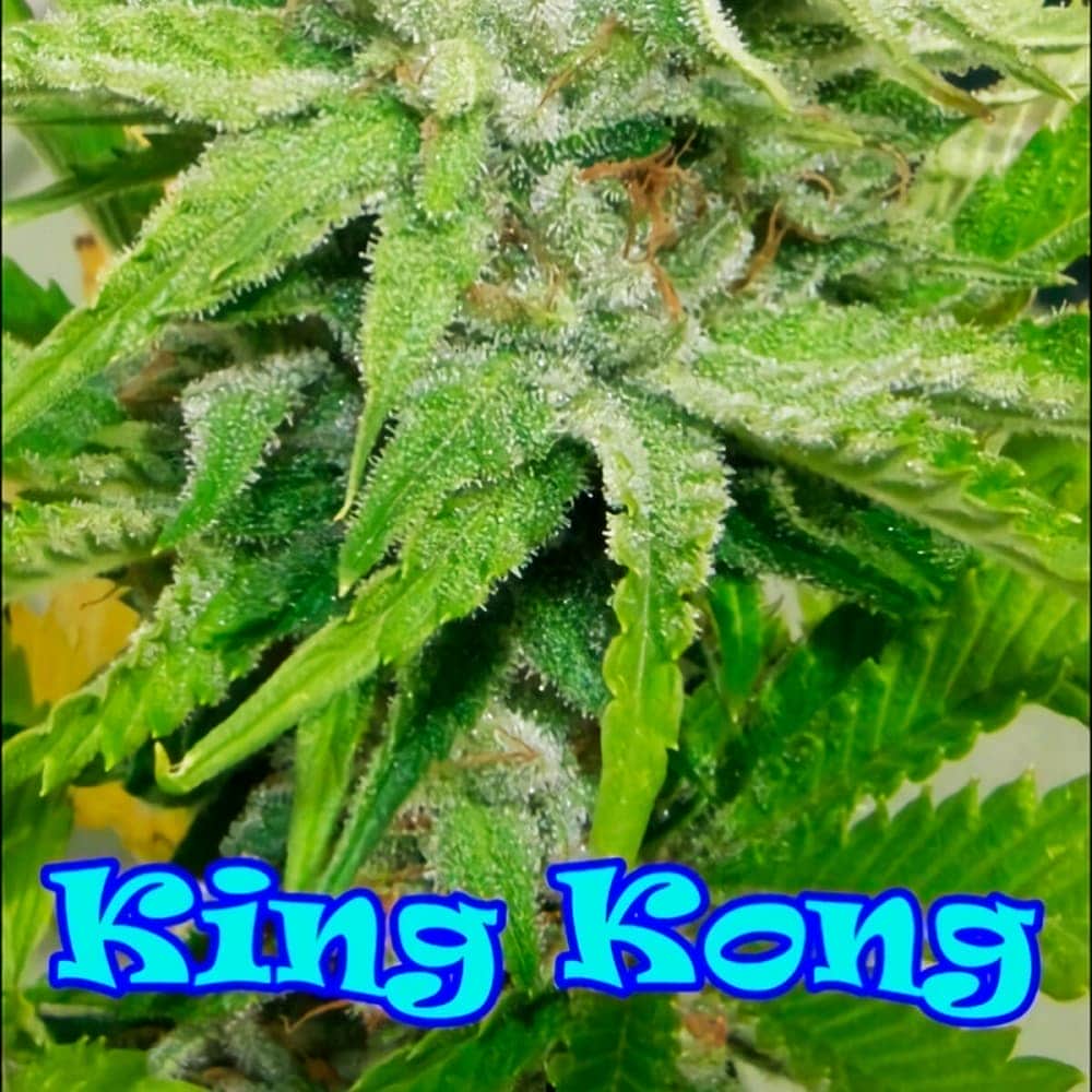 Semillas de Marihuana KING KONG (Dr Underground) logo.