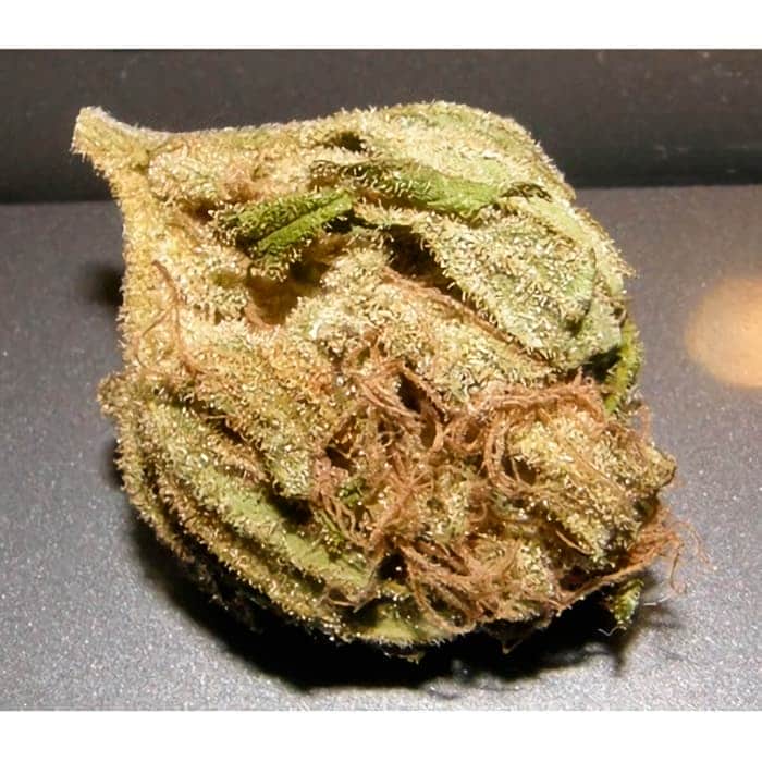 Semillas de Marihuana KING KONG (Dr Underground) Cogollo seco.
