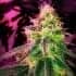 Blackjack (Nirvana Seeds) Semillas de marihuana feminizadas de colección.