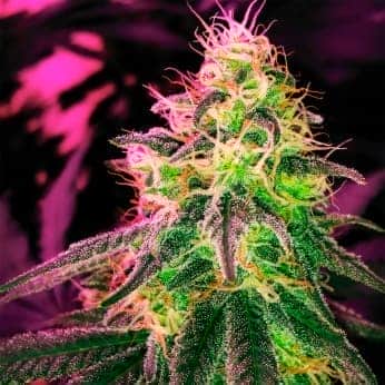 Blackjack (Nirvana Seeds) Semillas de marihuana feminizadas de colección.