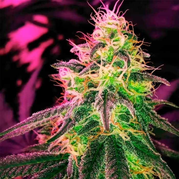 Blackjack (Nirvana Seeds) Semillas de marihuana feminizadas de colección.