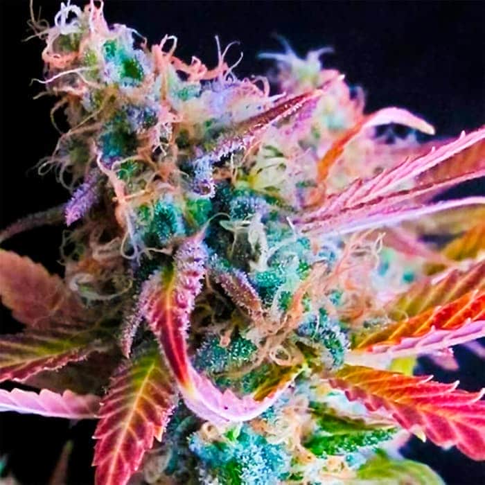 RASPBERRY COUGH (Nirvana Seeds) Semillas de marihuana feminizadas de colección, cogollo.