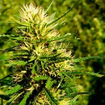 AUTO SUPER SKUNK (Nirvana Seeds) Semilla de marihuana feminizada autofloreciente de colección, cogollo.
