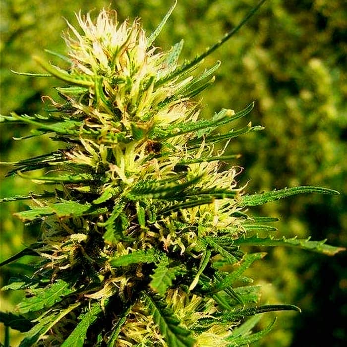 AUTO SUPER SKUNK (Nirvana Seeds) Semilla de marihuana feminizada autofloreciente de colección, cogollo.