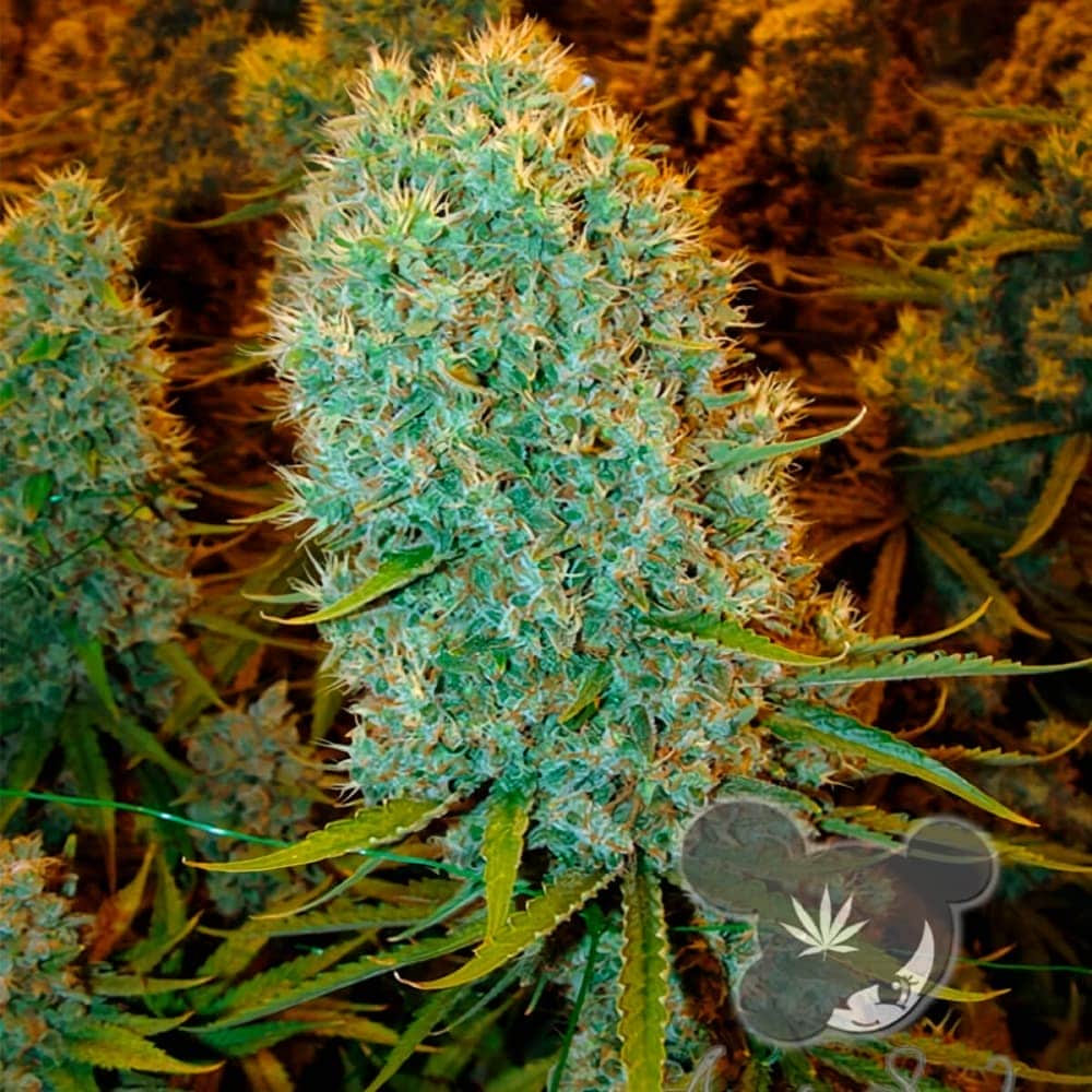 BIG BAZOOKA (Anesia Seeds) semilla de marihuana feminizada de colección, cogollo interior.