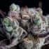 BLACKBERRY MOONROCKS (Anesia Seeds) Semillas de marihuana feminizadas de colección, cogollo.