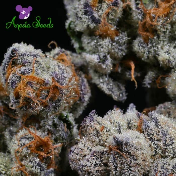 【BLACKBERRY MOONROCKS】 (Anesia Seeds) Semilla de Marihuana Feminizada