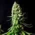 SUPER SKUNK (Nirvana Seeds) Semillas de marihuana feminizadas de colección, cogollo.