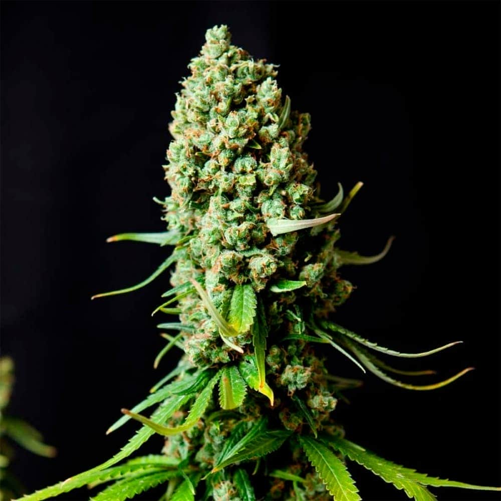 SUPER SKUNK (Nirvana Seeds) Semillas de marihuana feminizadas de colección, cogollo.