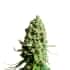 AUTO SUPER SKUNK (Nirvana Seeds) Semilla de marihuana feminizada autofloreciente de colección, cogollo.