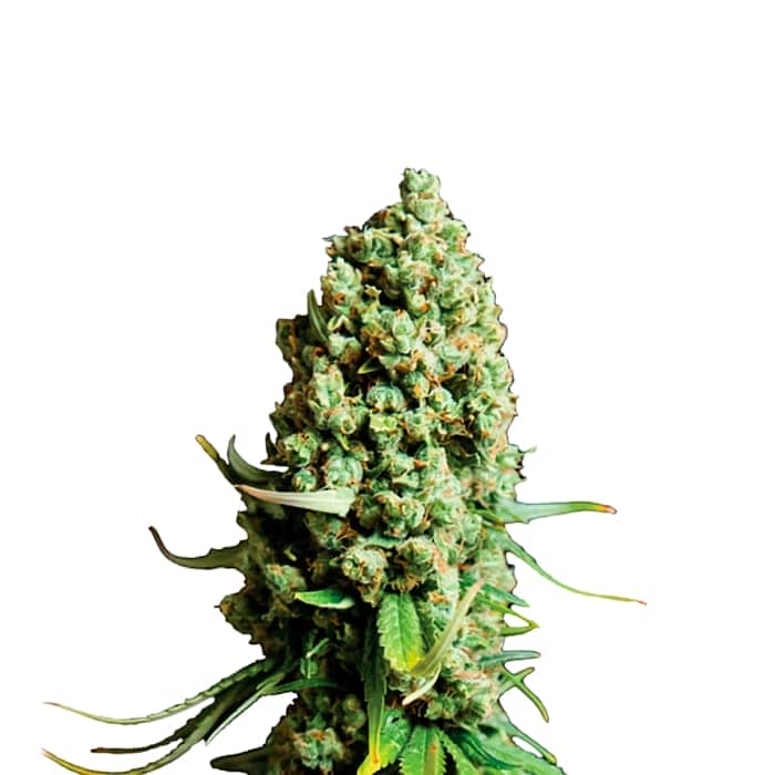 AUTO SUPER SKUNK (Nirvana Seeds) Semilla de marihuana feminizada autofloreciente de colección, cogollo.