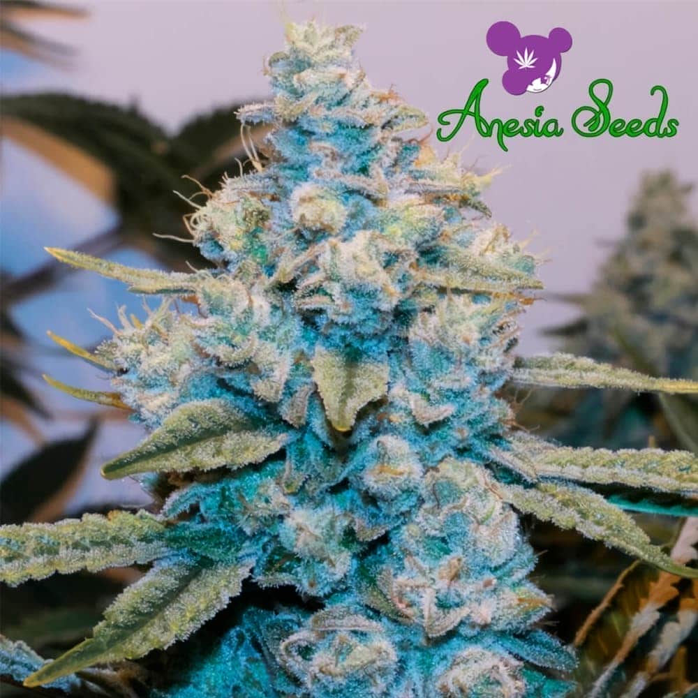 ORIGINAL GORILLA 4 (Anesia Seeds) Semilla de marihuana feminizada de coleecion, cogollo.