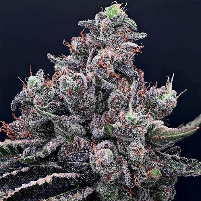 MOB BOSS (Anesia Seeds) Semilla de marihuana feminizada de coleccion, cogollo.