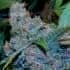 MAC (Anesia Seeds) Semillas de marihuana feminizadas de colección, cogollo.