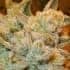 WHITE RUNTZ (Anesia Seeds) Semillas de marihuana feminizadas de colección, cogollo.