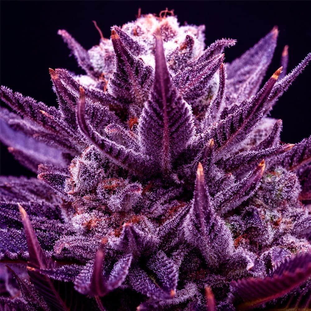IMPERIUM X (Anesia Seeds) Semillas de marihuana feminizadas de colección, cogollo.