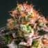 APRICOT OREOZ (Anesia Seeds) Semillas de marihuana feminizadas de colección, cogollo.
