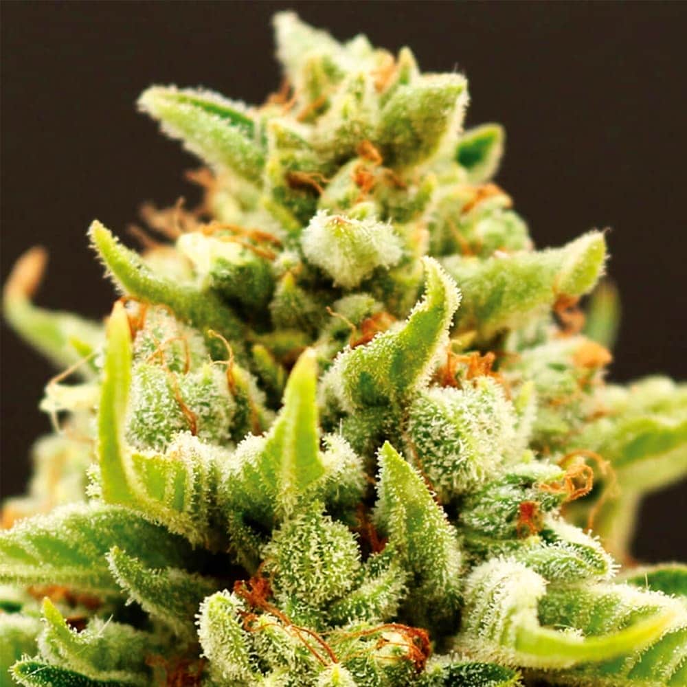 AUTO BANANA KUSH (Anesia Seeds) Semilla de marihuana feminizada autofloreciente de colección, cogollo.