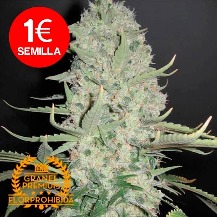 White Widow a granel. Semillas de marihuana de granel Premium FlorProhibida.
