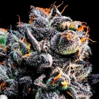 AUTO BLUEBERRY BANANA (Anesia Seeds)