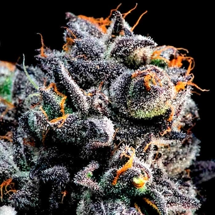 AUTO BLUEBERRY BANANA (Anesia Seeds)