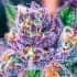 AUTO PURPLE DOMINA (Anesia Seeds) Semillas de marihuana feminizadas autoflorecientes de colección, cogollo.