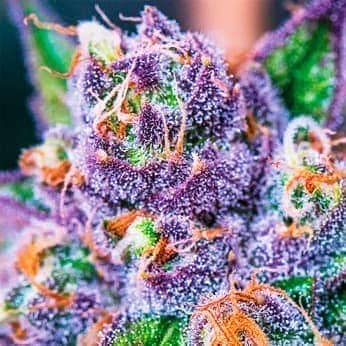 AUTO PURPLE DOMINA (Anesia Seeds) Semillas de marihuana feminizadas autoflorecientes de colección, cogollo.