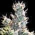 AUTO YUHBARY (Anesia Seeds) Semillas de marihuana feminizadas autoflorecientes de colección, cogollo.