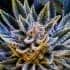 AUTO PINEAPPLE RUNTZ (Anesia Seeds) Semillas de feminizadas de marihuana autoflorecientes, cogollo.
