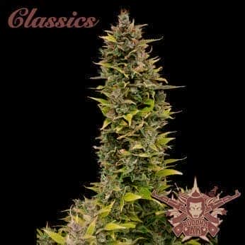 AK CLASSICS (Buddha Seeds) Semillas de marihuana feminizadas de colección, cogollo.