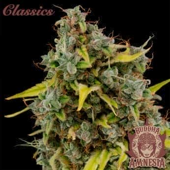 AMNESIA CLASSICS (Buddha Seeds) Semillas de marihuana feminizadas de colección, cogollo.