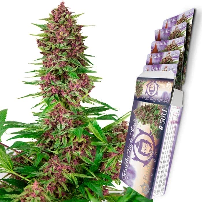 BUDDHA PURPLE KUSH (Buddha Seeds) Semillas de marihuana feminizadas de colección, cogollo y envase.