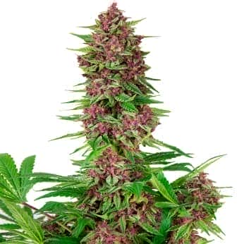 BUDDHA PURPLE KUSH (Buddha Seeds) Semillas de marihuana feminizadas de colección, cogollo.