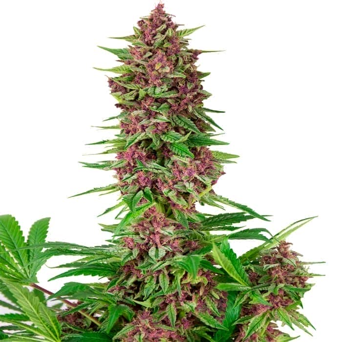 BUDDHA PURPLE KUSH (Buddha Seeds) Semillas de marihuana feminizadas de colección, cogollo.