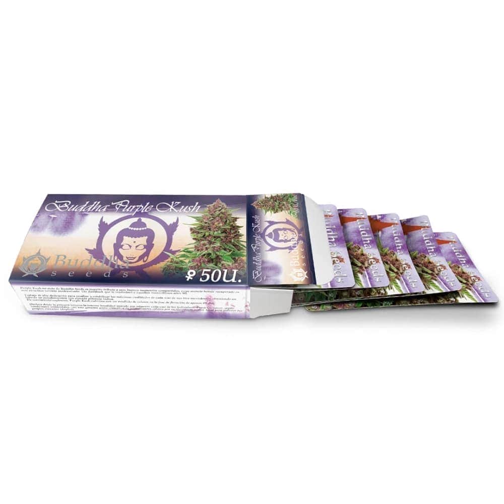 BUDDHA PURPLE KUSH (Buddha Seeds) Semillas de marihuana feminizadas de colección, envase abierto.