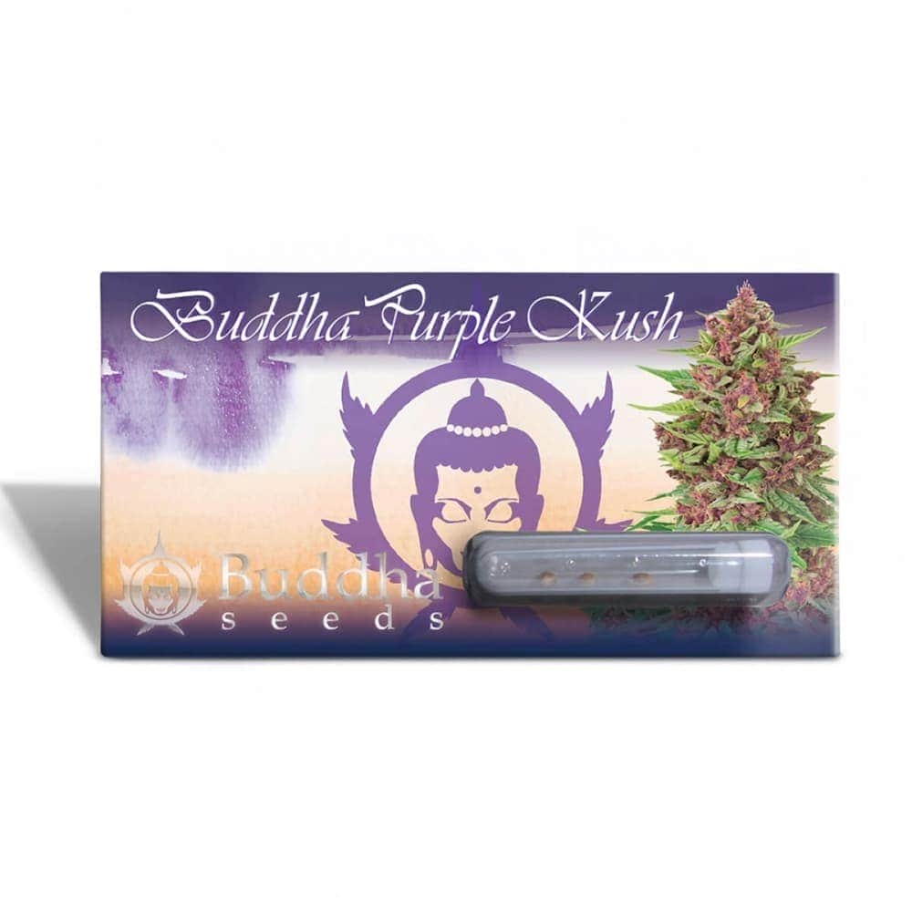 BUDDHA PURPLE KUSH (Buddha Seeds) Semillas de marihuana feminizadas de colección, envase.