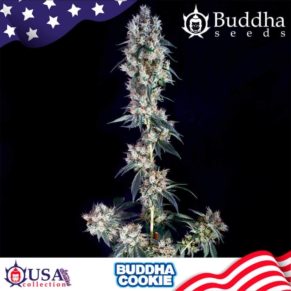 COOKIE USA STRAINS (Buddha Seeds) Semillas de marihuana feminizadas de colección, cogollo.