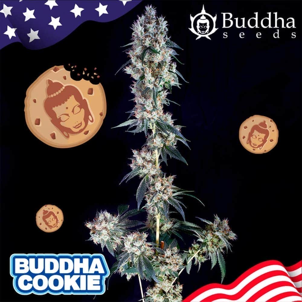 COOKIE USA STRAINS (Buddha Seeds) Semillas de marihuana feminizadas de colección, cogollo y logo.