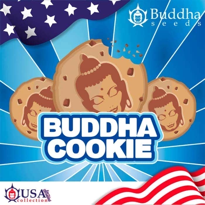 COOKIE USA STRAINS (Buddha Seeds) Semillas de marihuana feminizadas de colección, logo.