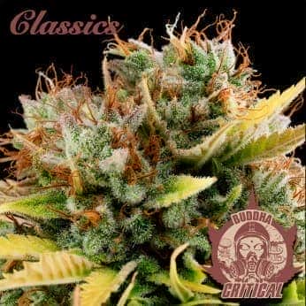 CRITICAL CLASSICS (Buddha Seeds) Semillas de marihuana feminizadas de colección, cogollo.