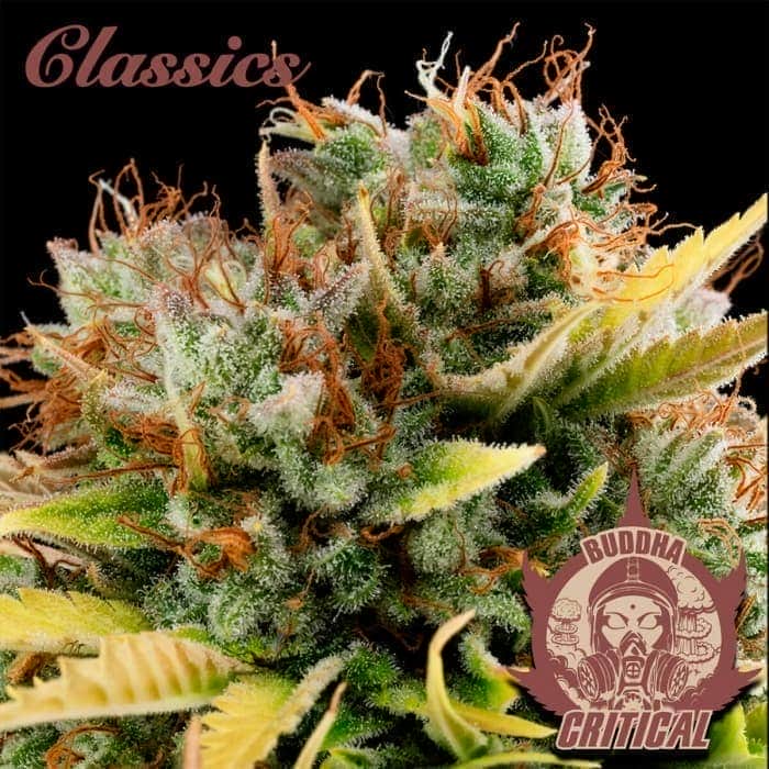 CRITICAL CLASSICS (Buddha Seeds) Semillas de marihuana feminizadas de colección, cogollo.