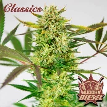 BUDDHA DIESEL (Buddha Seeds) Semillas de marihuana feminizadas de colección, cogollo.