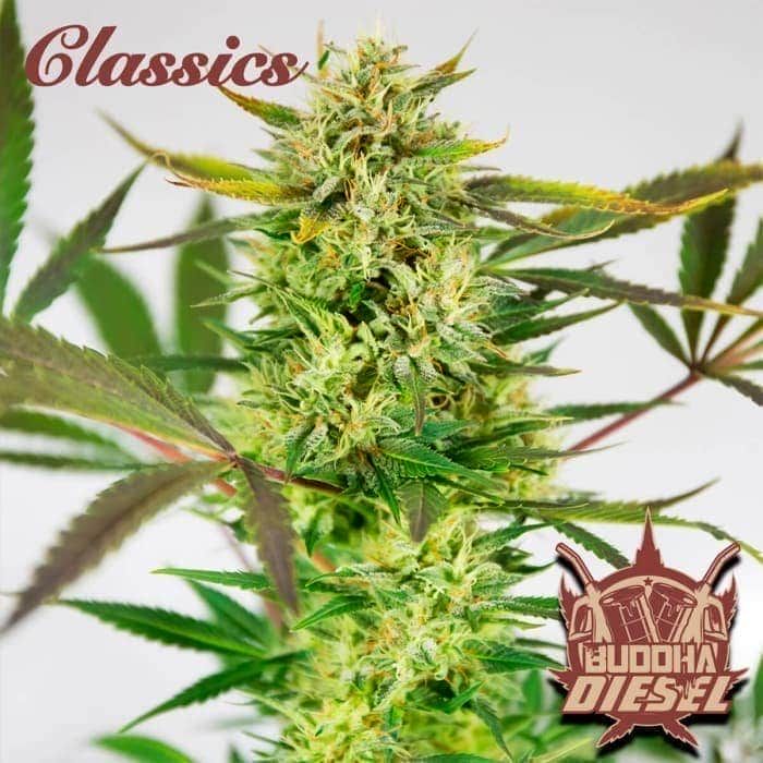 BUDDHA DIESEL (Buddha Seeds) Semillas de marihuana feminizadas de colección, cogollo.