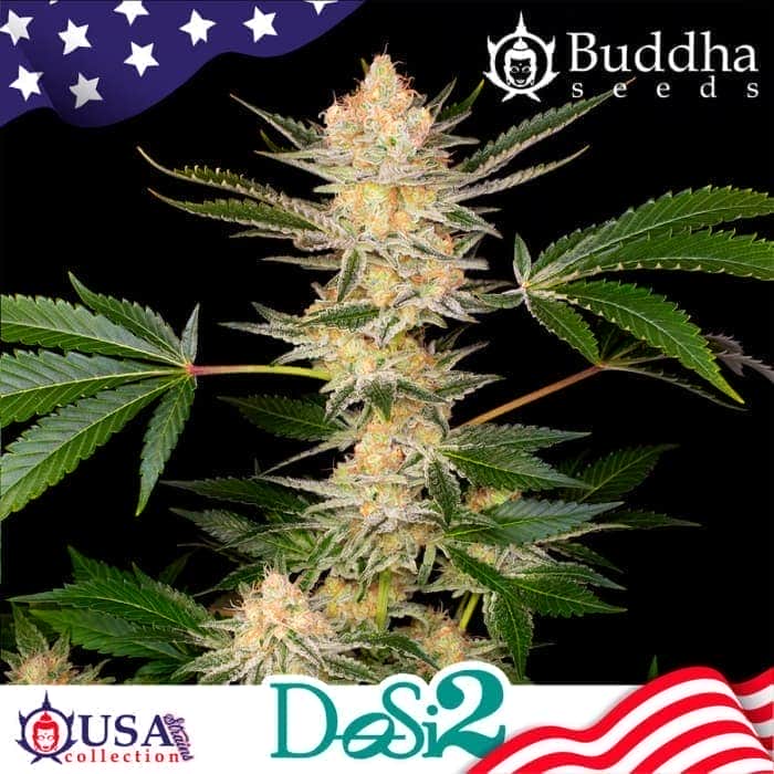BUDDHA DOSI2 (Buddha Seeds) Semillas de marihuana feminizadas de colección, cogollo y logo.