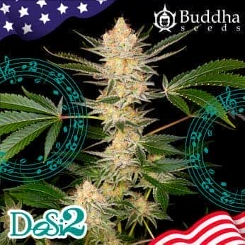 BUDDHA DOSI2 (Buddha Seeds) Semillas de marihuana feminizadas de colección, cogollo.