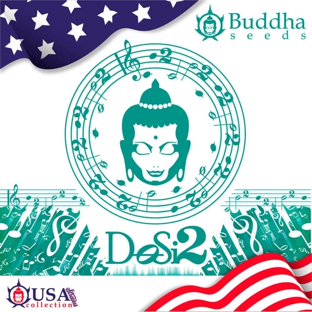 BUDDHA DOSI2 (Buddha Seeds) Semillas de marihuana feminizadas de colección, logo.