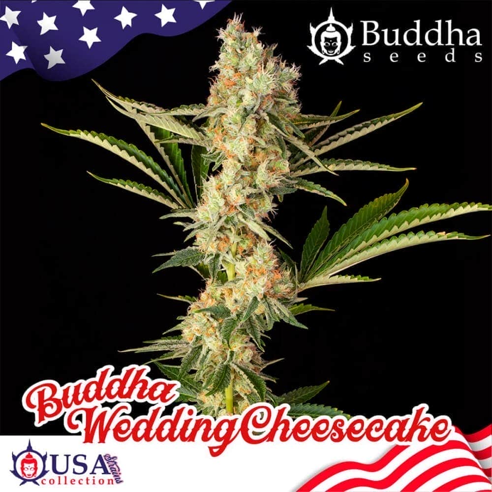 BUDDHA WEDDING CHEESECAKE (Buddha Seeds) Semillas de marihuana feminizadas de colección, cogollo.