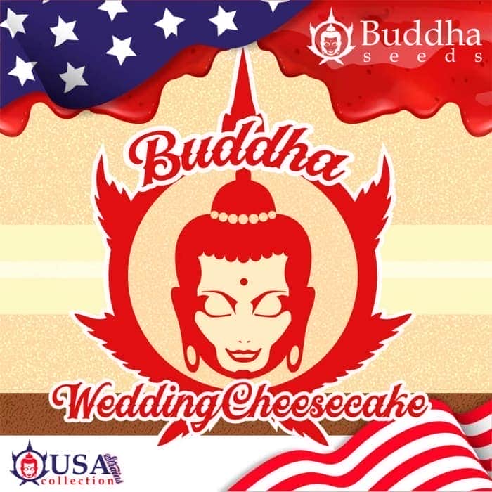BUDDHA WEDDING CHEESECAKE (Buddha Seeds) Semillas de marihuana feminizadas de colección, logo.